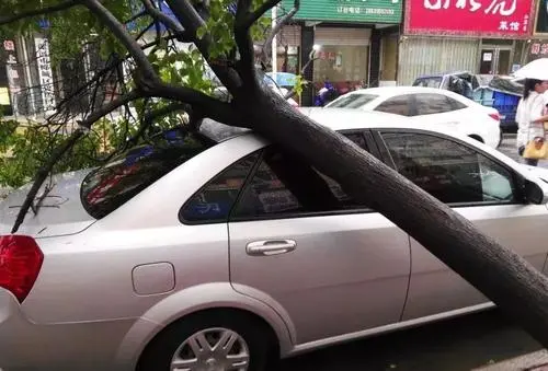  車被樹砸了怎么辦？